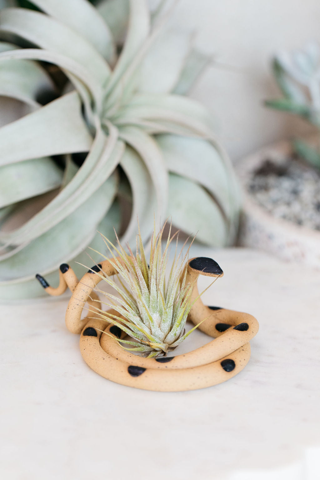 Coiled speckled tan pottery snake with black glazed head and dots. This colorway is Sammy. Styled with an air plant sitting in the center of the coil.
