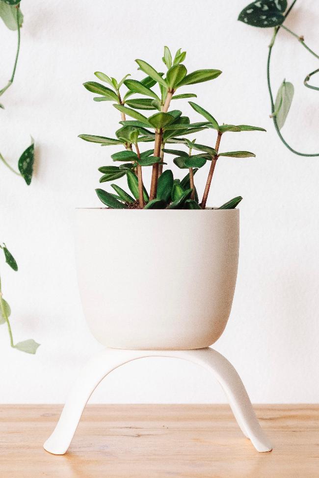White raised classic large planter. Potted with a succulent on a wooden table.