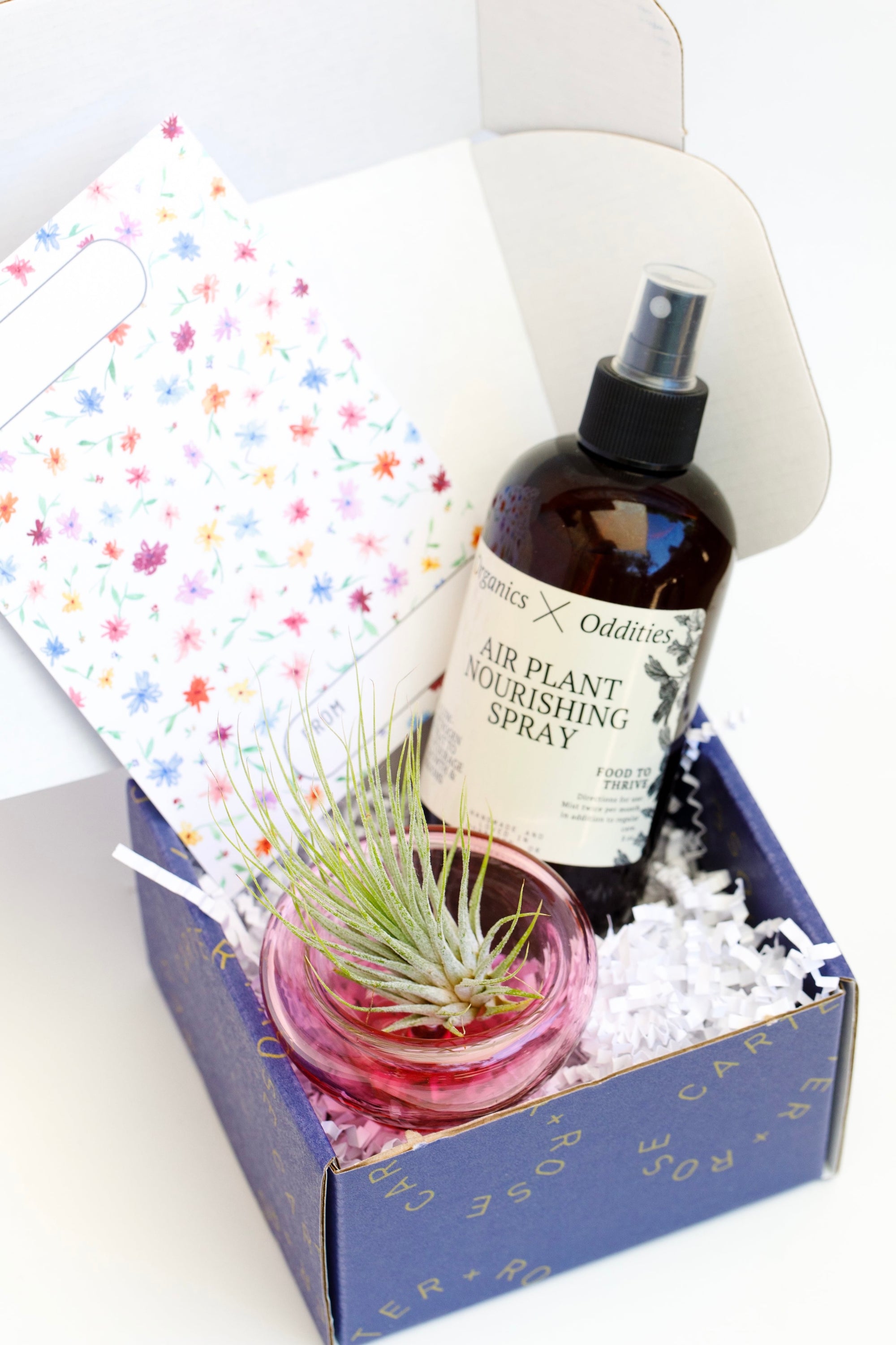 Airplant Glass Gift Set - Carter + Rose