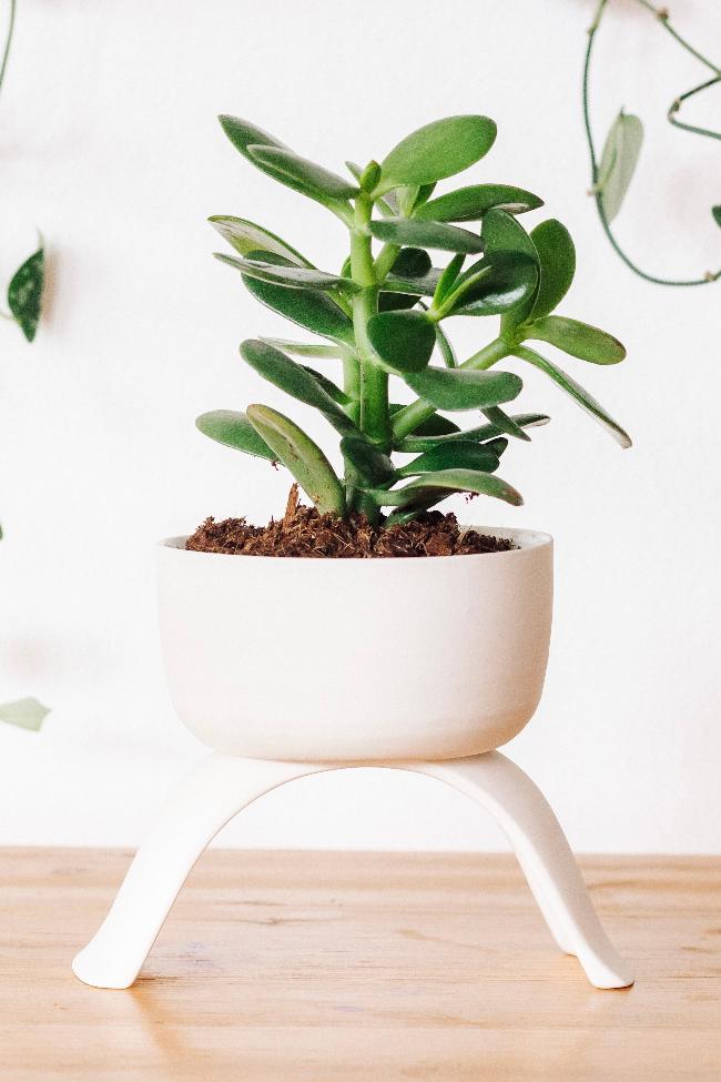 White raised large shallow planter. Potted with a succulent on a wooden table.