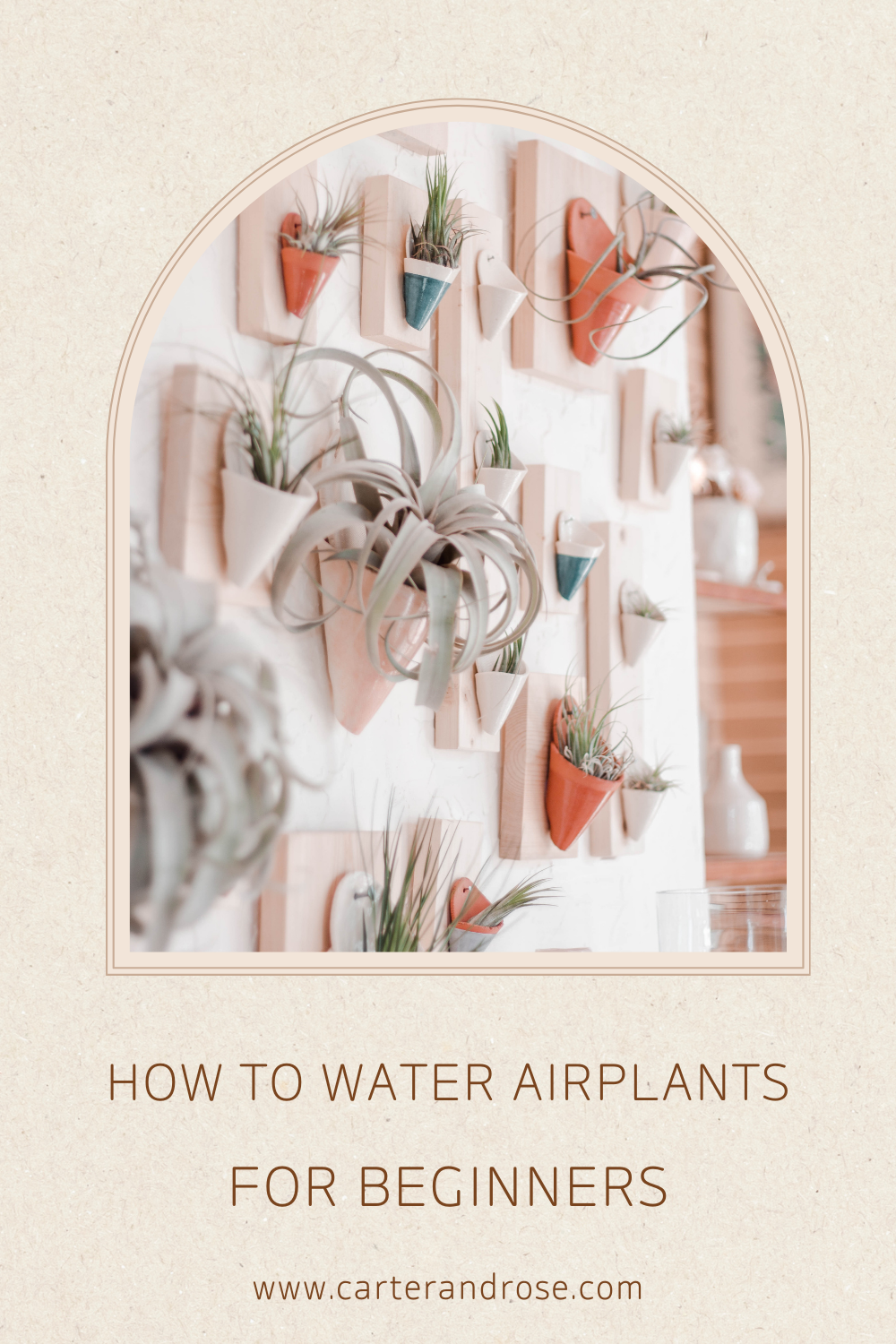 How to Water Air Plants