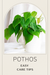 Easy Peasy Pothos Care