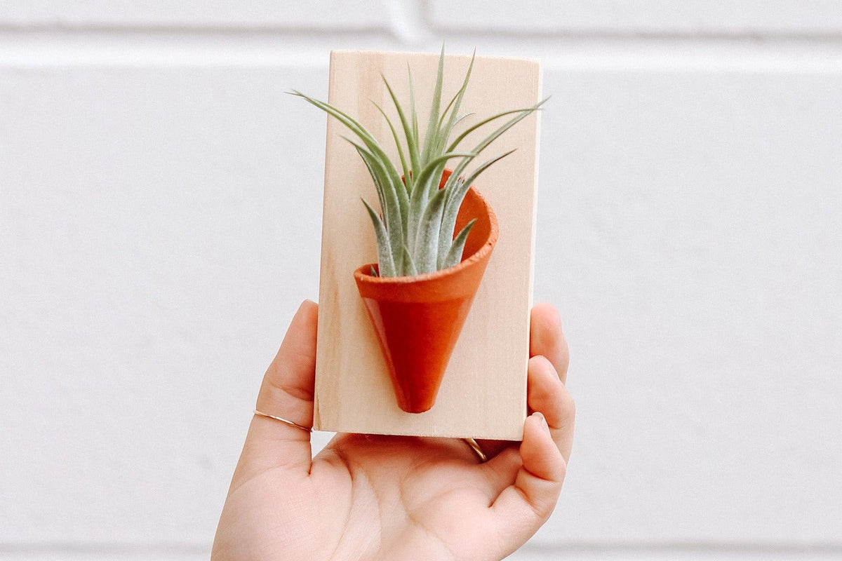 wall planters + pots