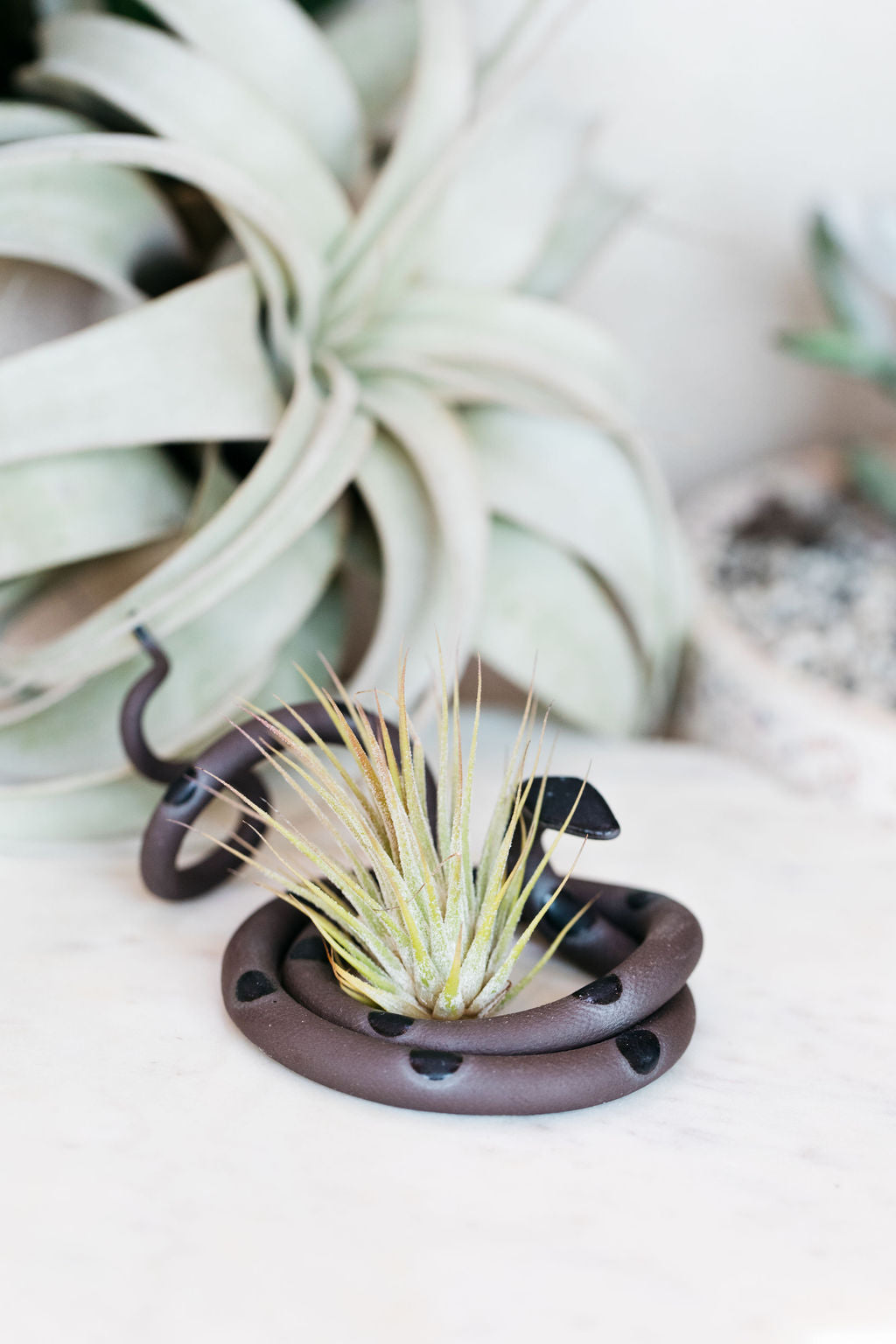 Coiled black pottery snake with black glazed head and dots. This colorway is Saul. Styled with an air plant sitting in the center of the coil. 