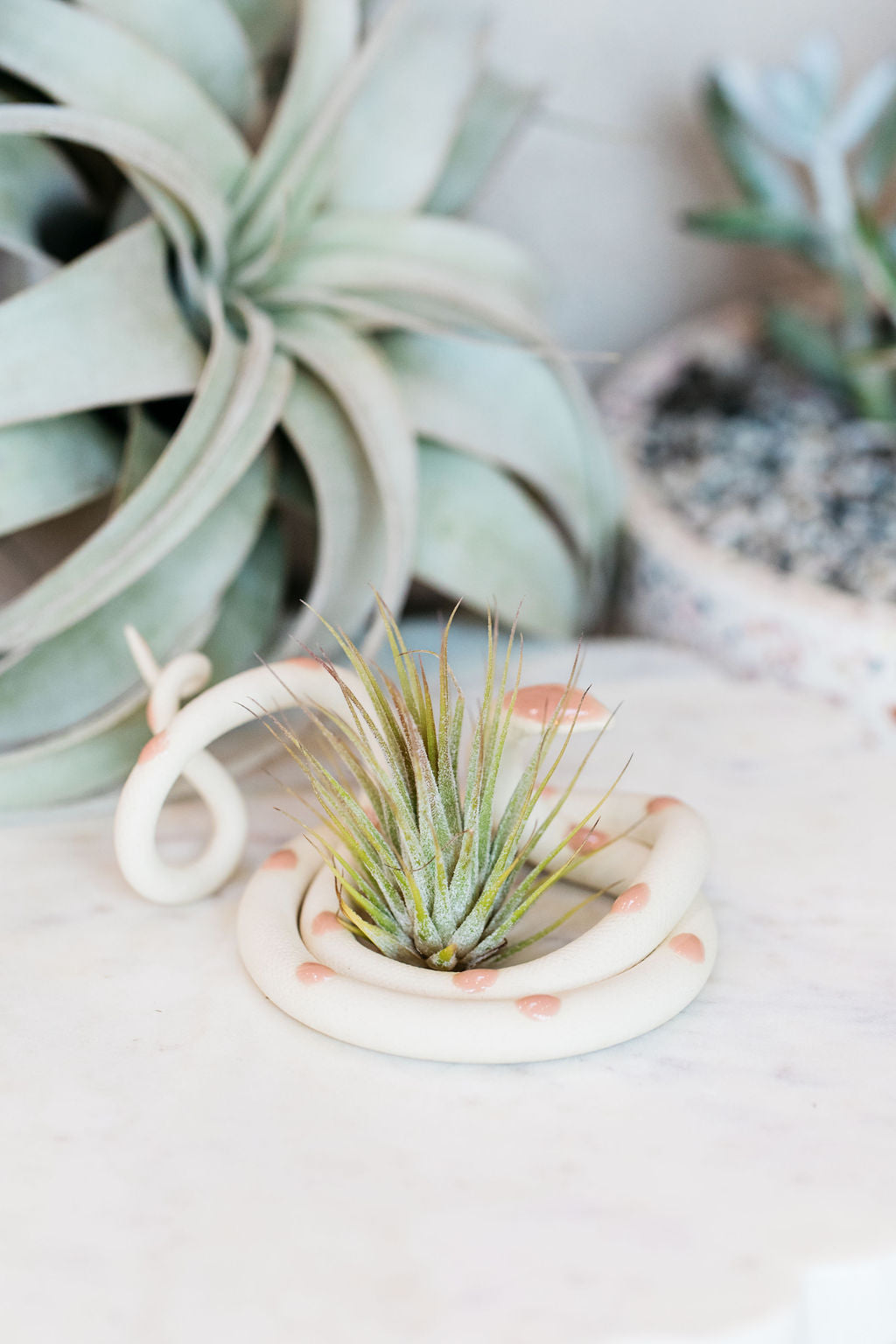 Coiled ivory pottery snake with pastel pink glazed head and dots. This colorway is Sofie. Styled with an air plant sitting in the center of the coil. 