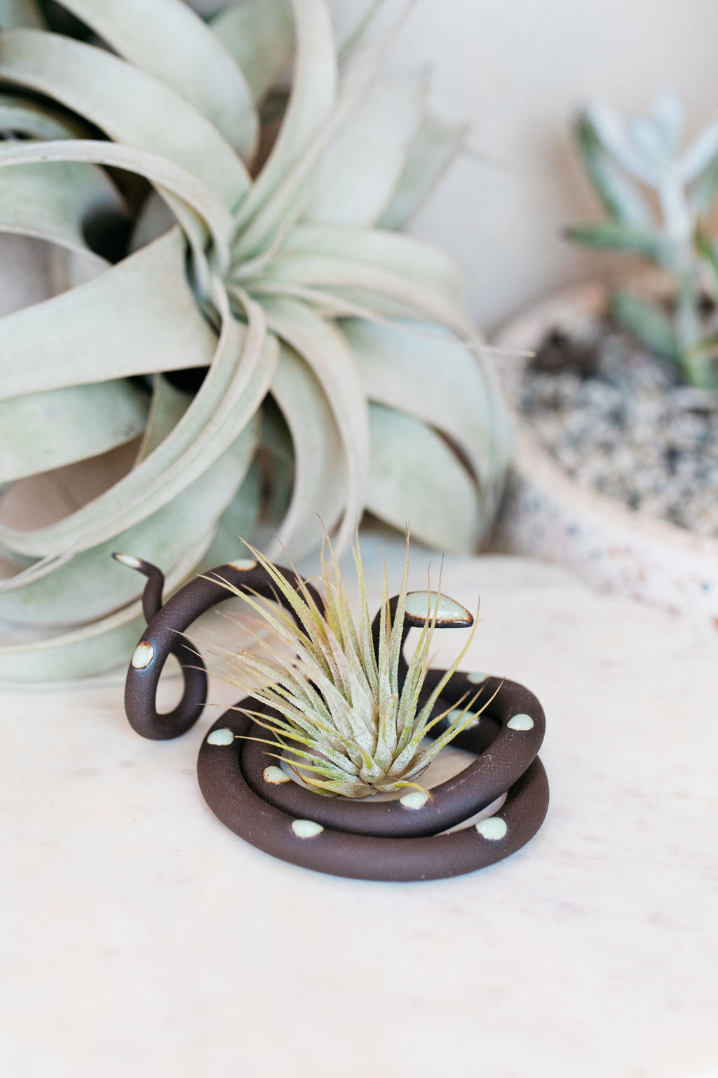 Coiled black pottery snake with light turquoise glazed head and dots. This colorway is Stevie. Styled with an air plant sitting in the center of the coil. 