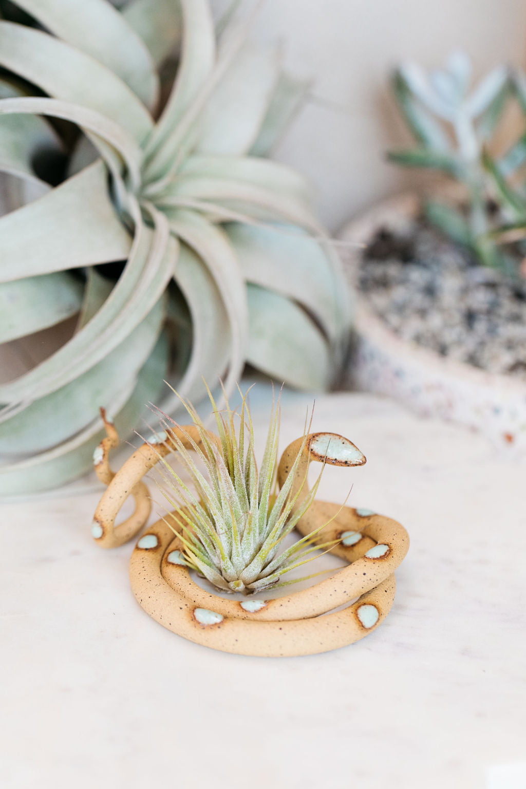 snake plant clay pot Medium Ceramic Snake
