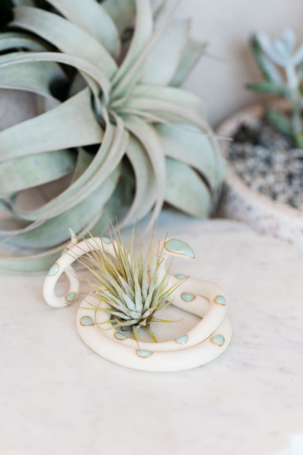 medium snake plant Medium Ceramic Snake