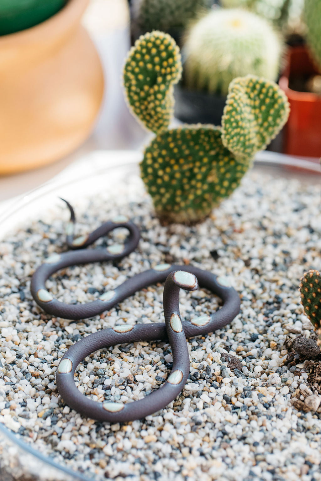 Small ceramic Stevie snake sitting in a terrarium with natural pebbles and a lobed cactus. 