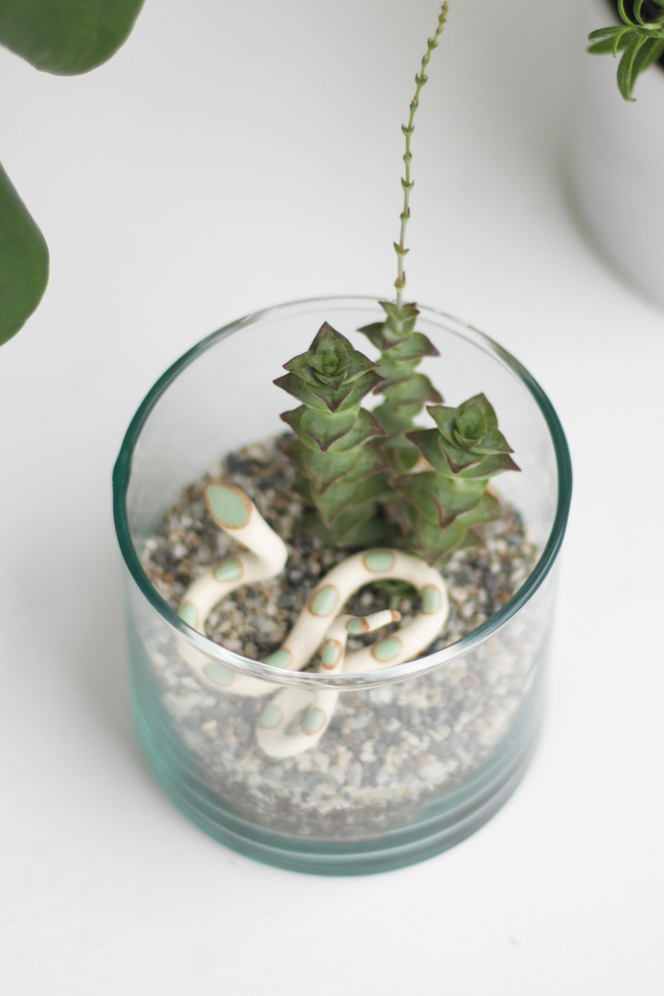 Terrarium Kits - Carter + Rose