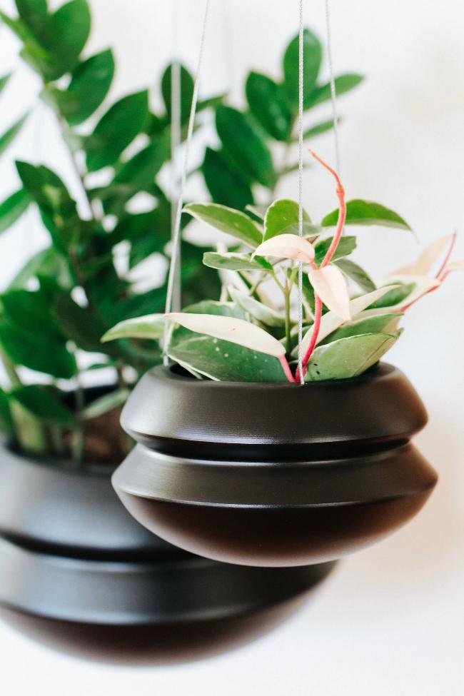 Medium and large midnight halo with plants for size and styling suggestion. The medium halo is in the foreground with a white, pink and green vining Hoya plant and the large halo is in the background with a large zz plant.