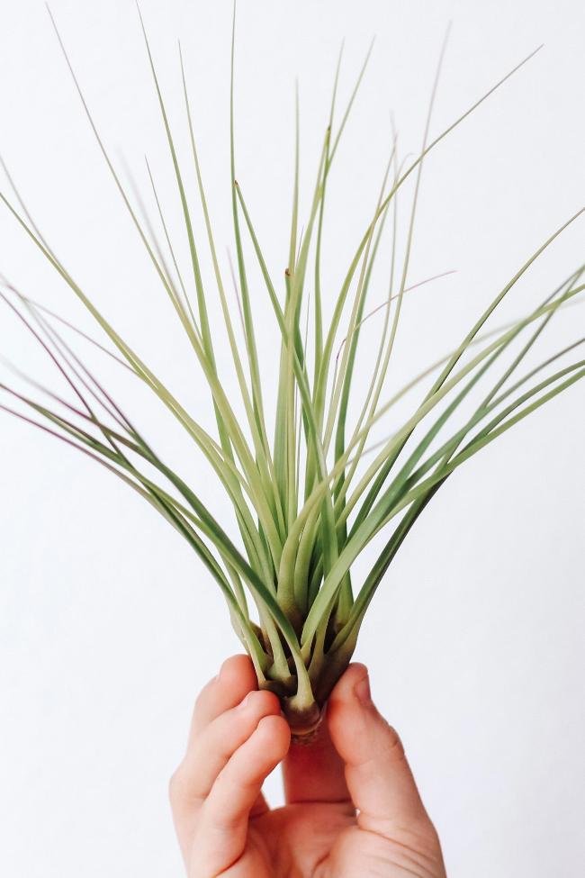 Air plants - Carter + Rose