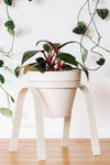 Perch Plant Stand - Carter + Rose