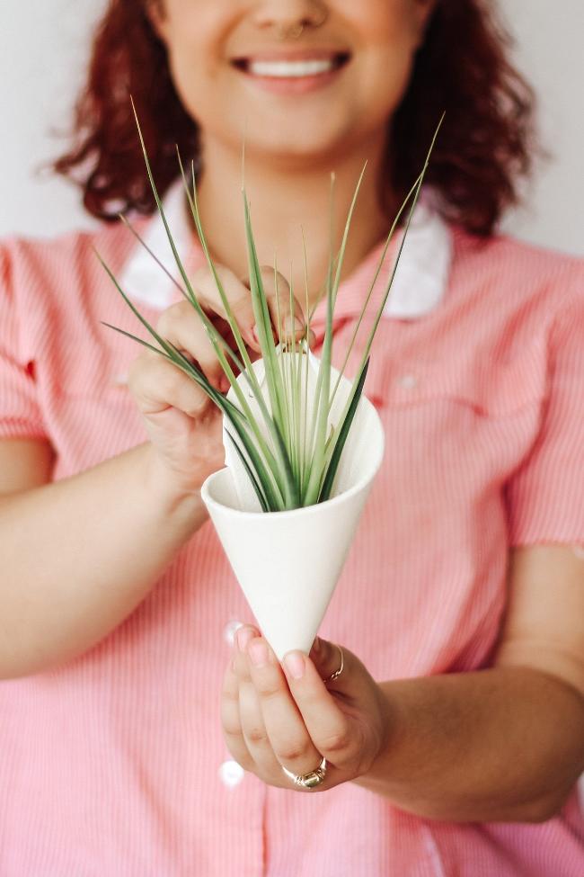 Air plants - Carter + Rose