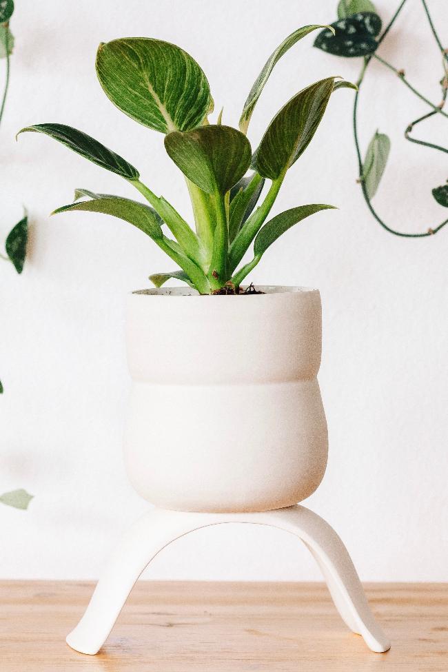 large raised indoor planter Ceramic Raised Plant Pot