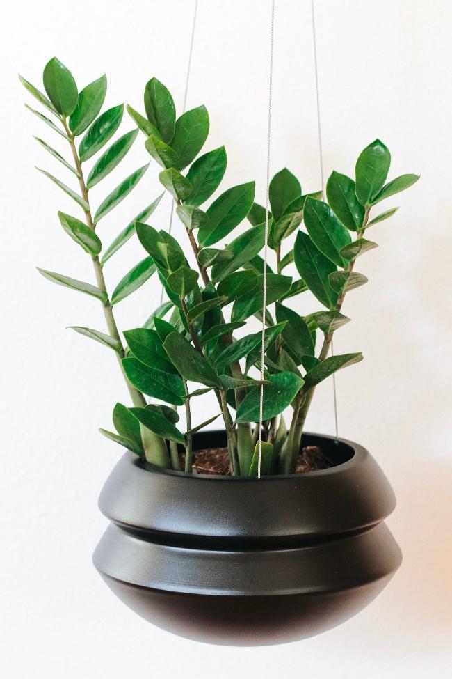 zz plant in hanging planter Hanging Planter