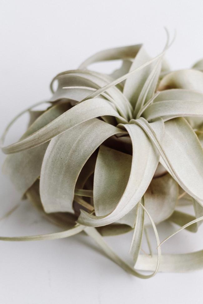 Air plants - Carter + Rose