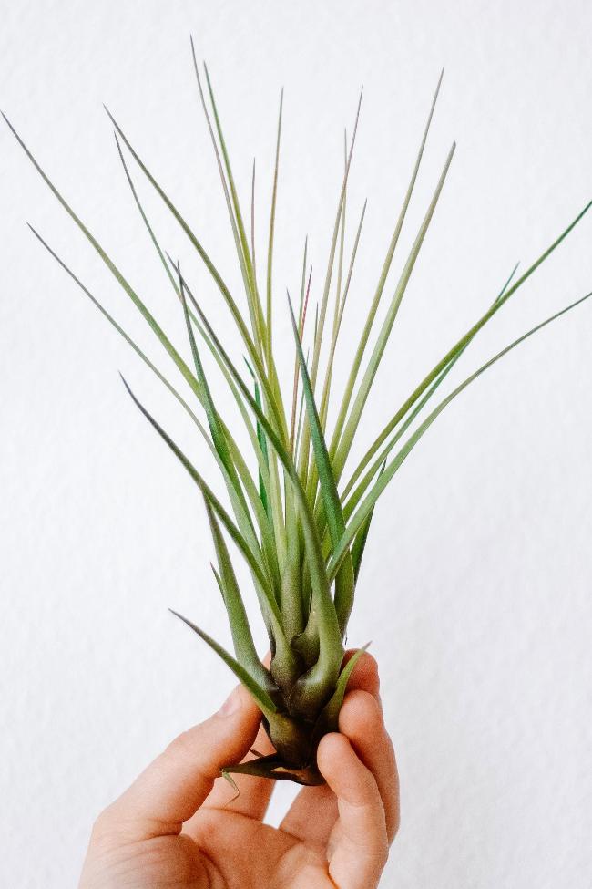 Air plants - Carter + Rose