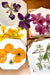 Pressed Flower Workshop / March 7th, 6:30-8pm