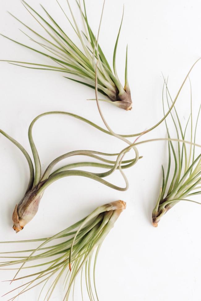 Air plants - Carter + Rose