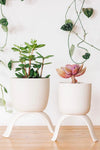 High Rise Plant Pots