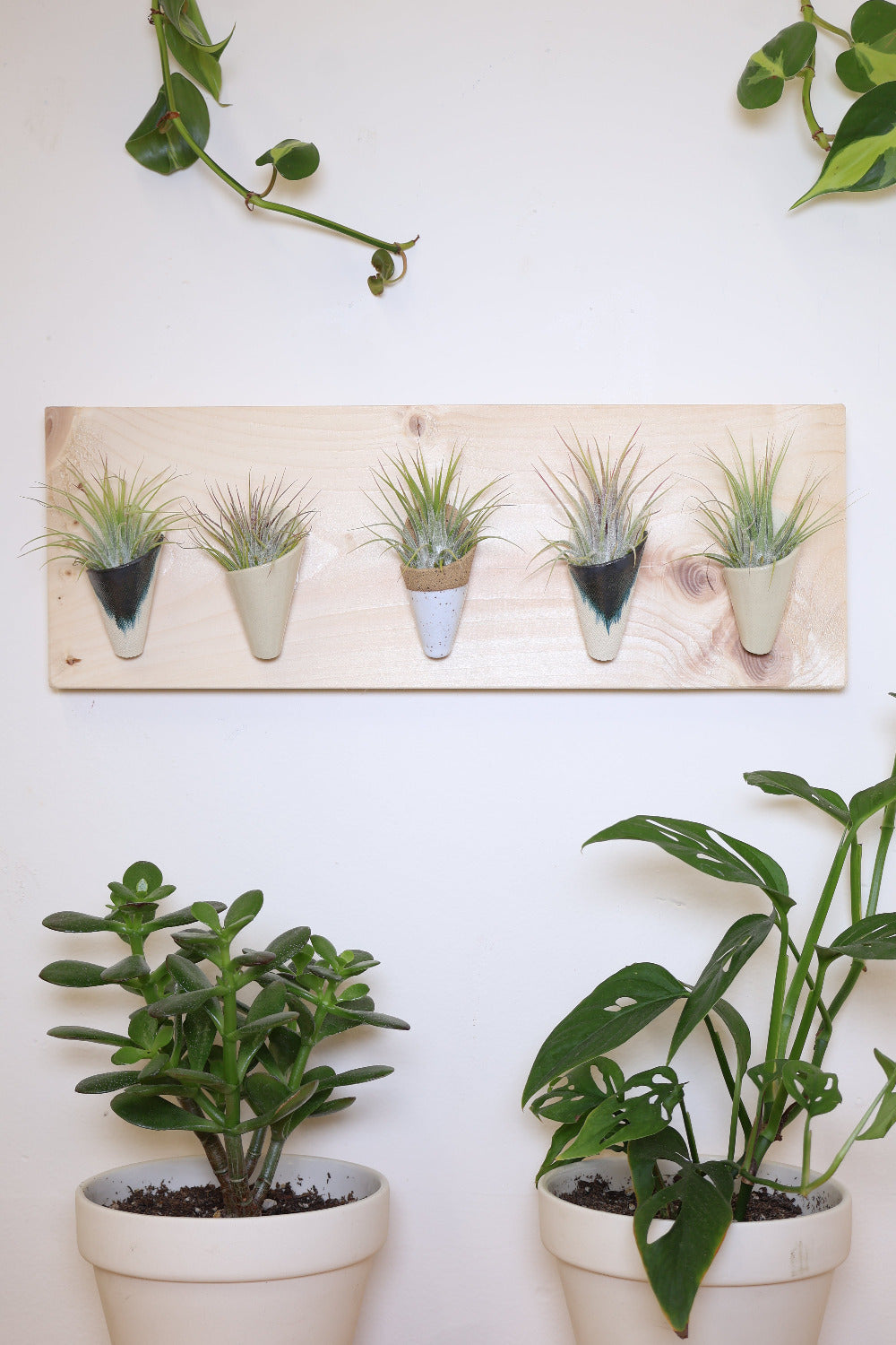 Five small ceramic cones on a horizontal pine wood board. Cone colors go from left to right: indigo, ivory, speckled white, indigo, ivory. The planter is styled with air plants in each of the cones and is hanging on a white wall above a couple of potted plants.