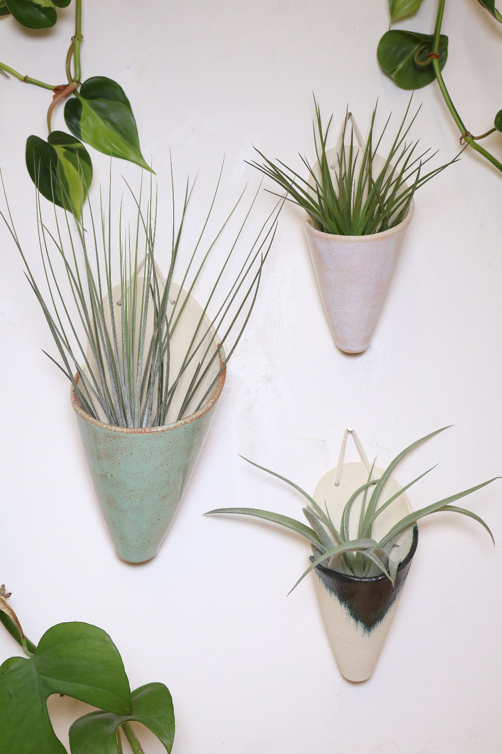 Three ceramic wall planters with a faux leather hanging strap hanging on a white wall surrounded by vining plants. The planters are shaped like cones and hold air plants. This set includes a large pistachio cone, a medium blush cone and a medium indigo cone. 