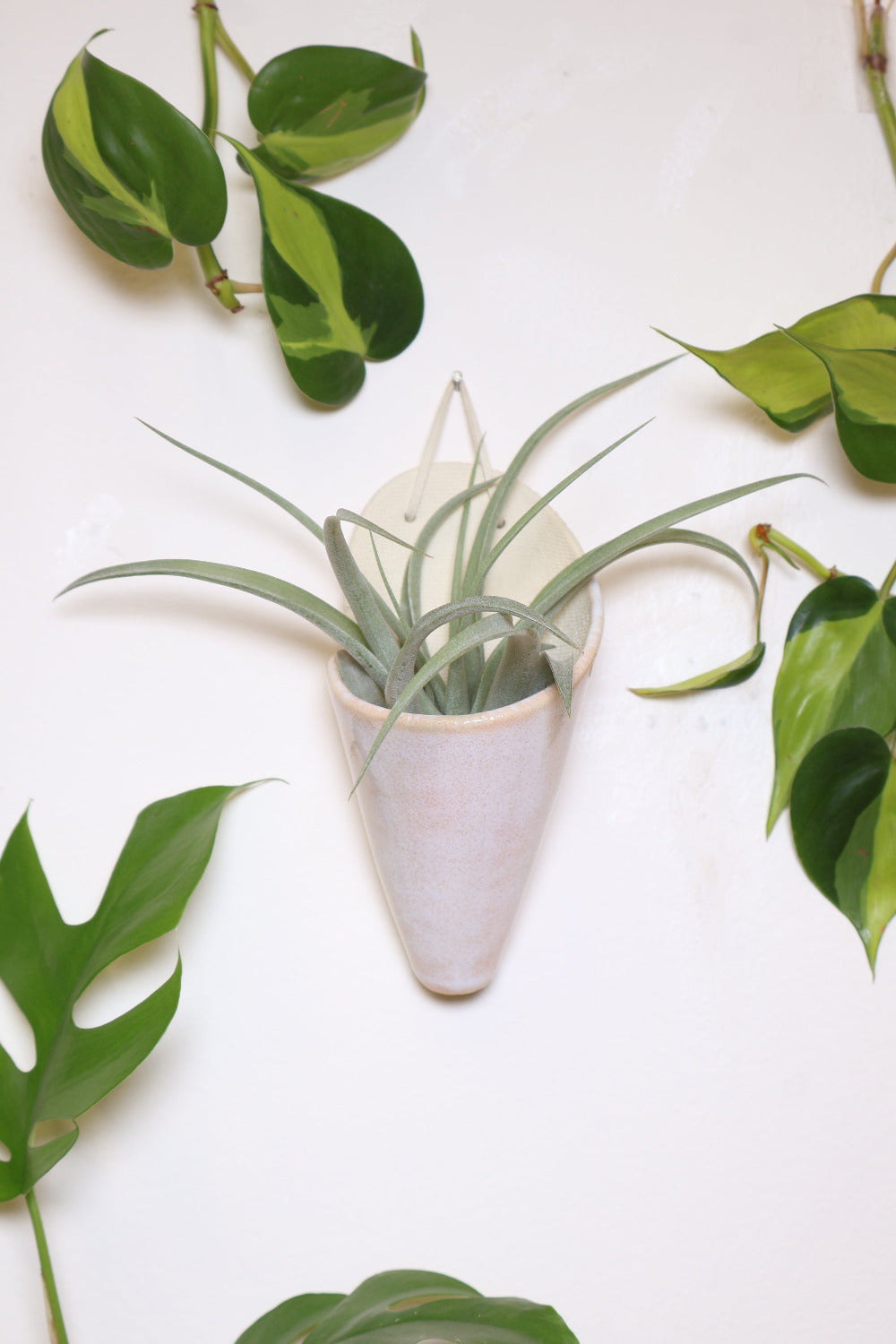 Ivory ceramic cone-shaped planter with a light pink glaze styled with a spikey green air plant hanging on a white wall from a faux leather loop.