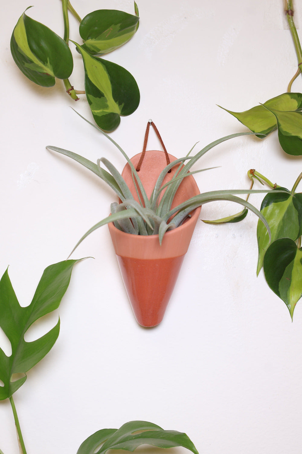 Terracotta ceramic cone-shaped planter with a clear glaze styled with a spikey green air plant hanging on a white wall from a faux leather loop.