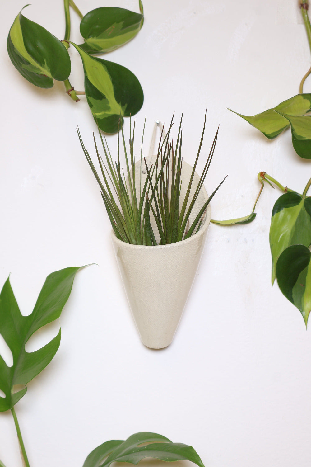 Ivory ceramic cone-shaped planter with a clear glaze styled with a spikey green air plant hanging on a white wall from a faux leather loop.