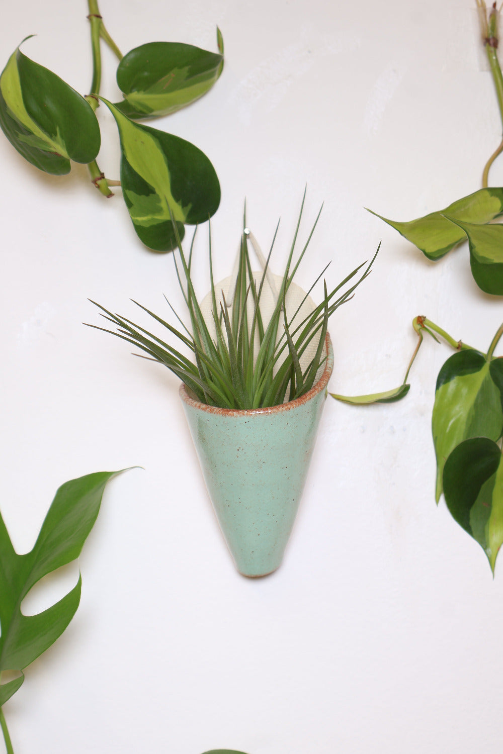 Ivory ceramic cone-shaped planter with a light green glaze styled with a spikey green air plant hanging on a white wall from a faux leather loop.