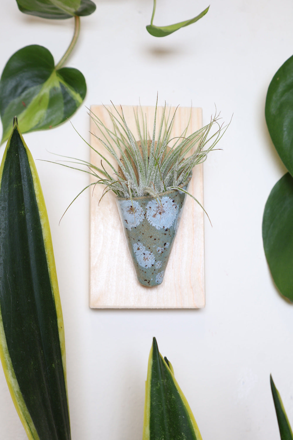 A small sage and light blue speckled glazed tan ceramic cone planter on a pine wooden board hanging on a white wall surrounded by plants. The cone is styled with an air plant.