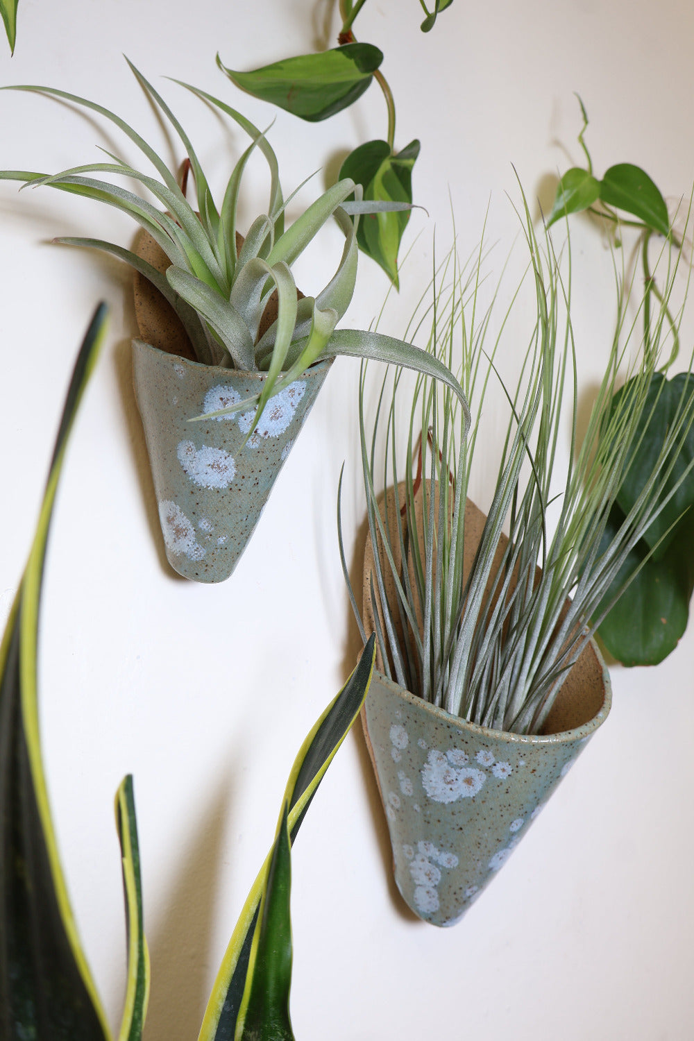 A medium and large sage and light blue speckled glazed tan ceramic cone planter hanging on a white wall surrounded by plants. The cones are styled with air plants.