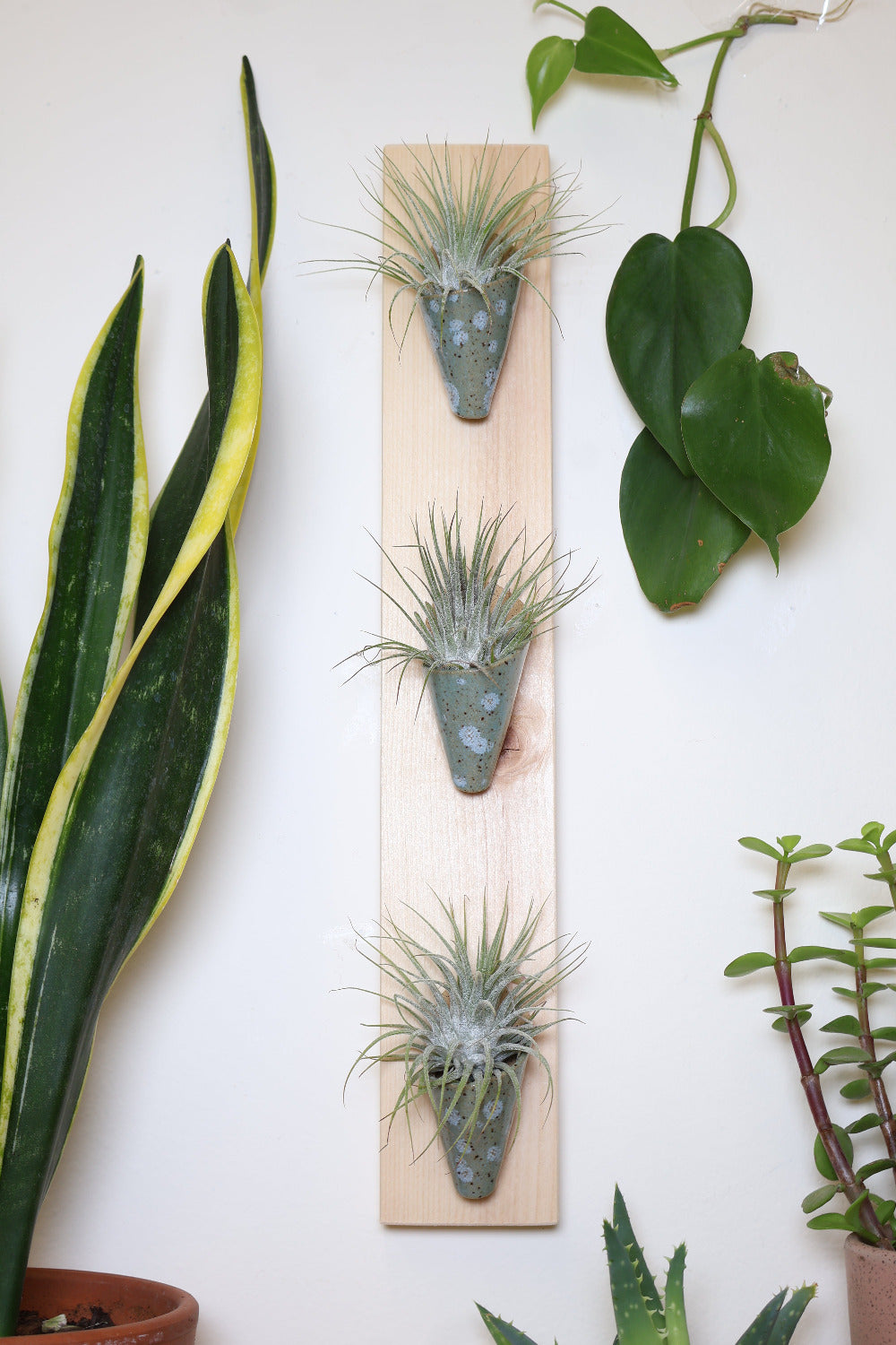 A thin vertical pine board with three small sage and light blue speckled ceramic cones hanging on a white wall. Each cone is styled with a small air plant. The wall planter is surrounded by assorted houseplants.
