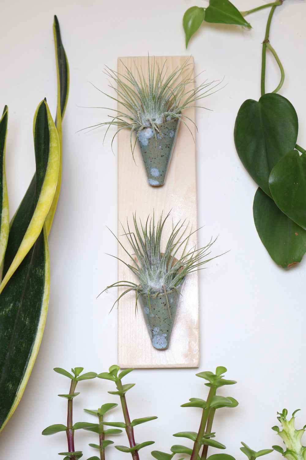 A thin vertical pine board with two small sage and light blue speckled ceramic cones hanging on a white wall. Each cone is styled with a small air plant. The wall planter is surrounded by assorted houseplants.