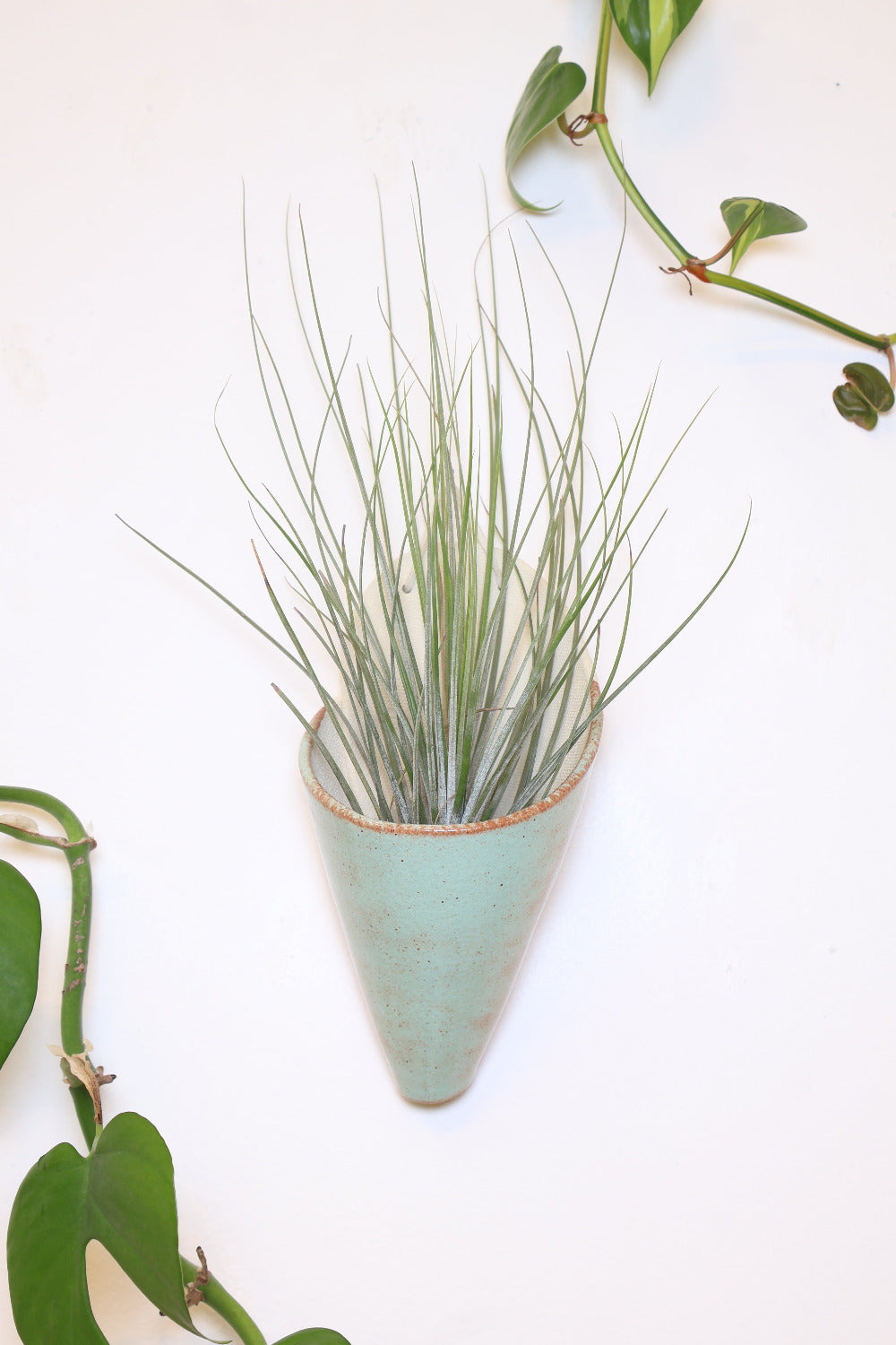A ceramic wall planter with a faux leather hanging strap. The planter is shaped like a cone and is made with ivory clay and has a pistachio green glaze with brown accents. It's holding a green air plant.