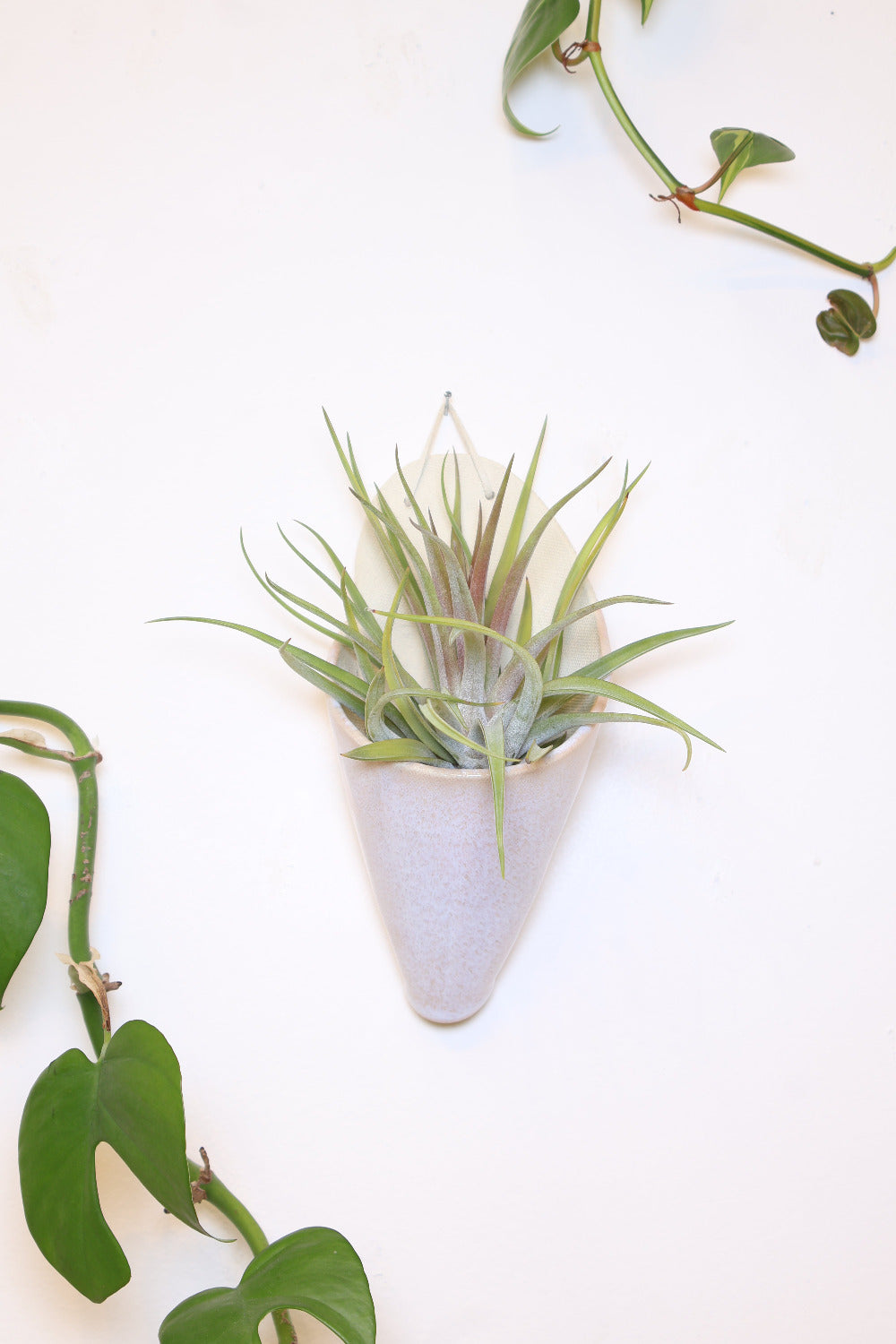 A ceramic wall planter with a faux leather hanging strap. The planter is shaped like a cone and is made with ivory clay and is glazed with a light pink glaze. It's holding a green air plant.