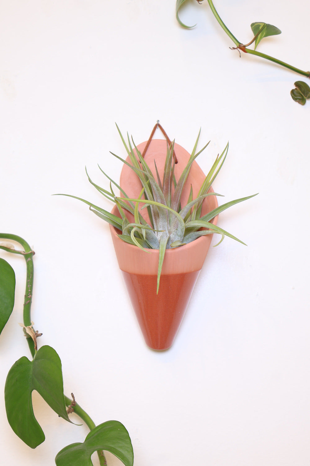 Modern terracotta clay formed cone dipped in clear glaze hanging on a wall from a faux leather loop and is holding a full green air plant.