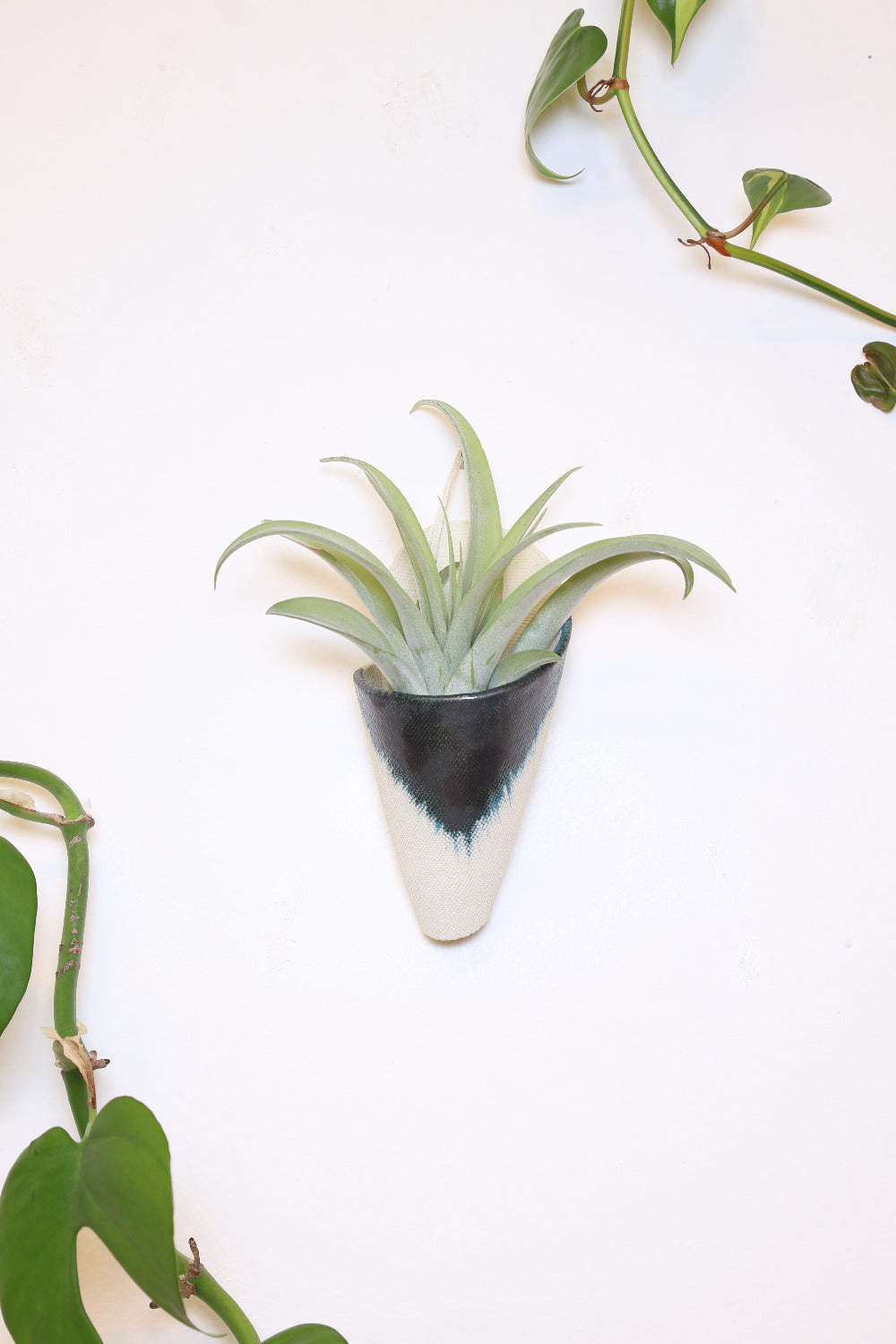 Ivory ceramic cone-shaped planter with an indigo glaze design styled with a spikey green air plant hanging on a white wall from a faux leather loop.