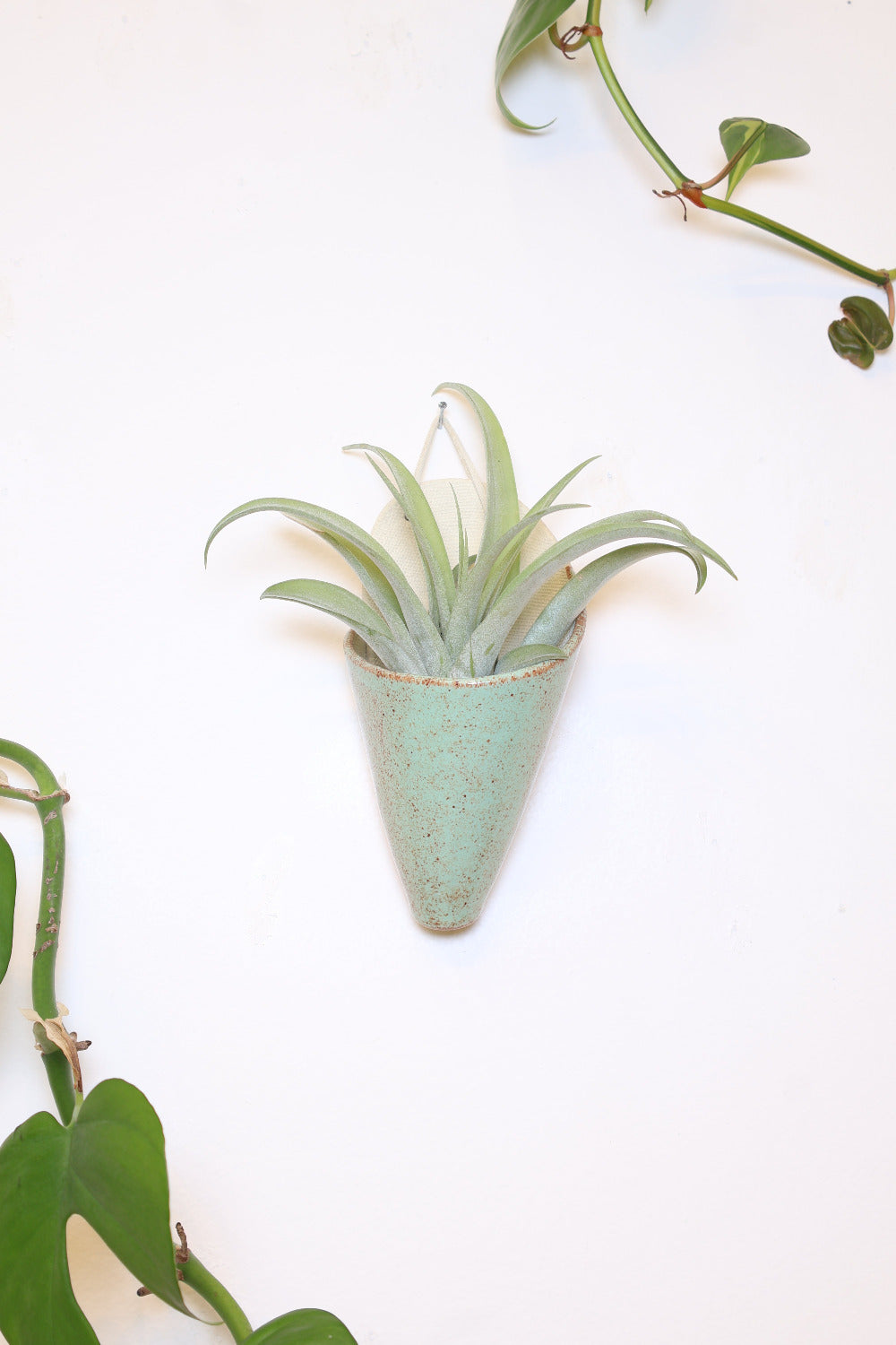 Ivory ceramic cone-shaped planter with a light green glaze styled with a spikey green air plant hanging on a white wall from a faux leather loop.