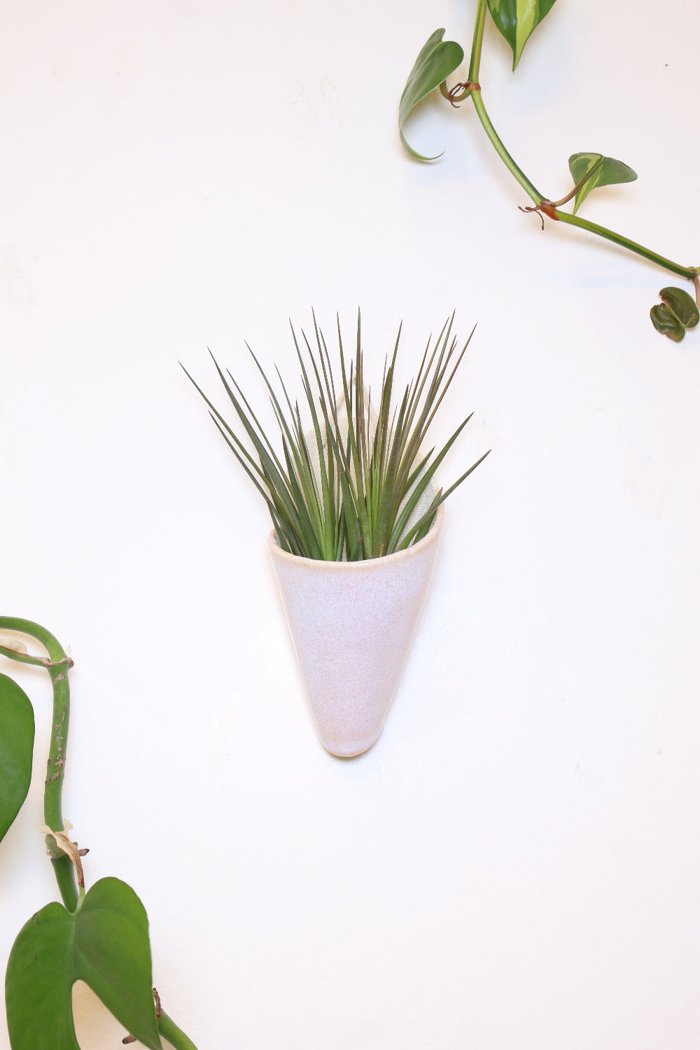 Ivory ceramic cone-shaped planter with a light pink glaze styled with a spikey green air plant hanging on a white wall from a faux leather loop.