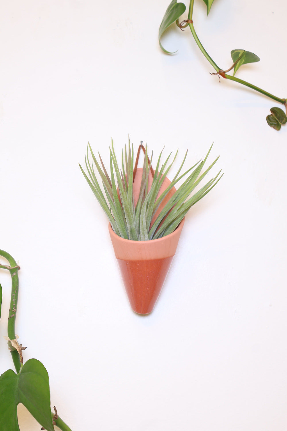 Terracotta ceramic cone-shaped planter with a clear glaze styled with a spikey green air plant hanging on a white wall from a faux leather loop.
