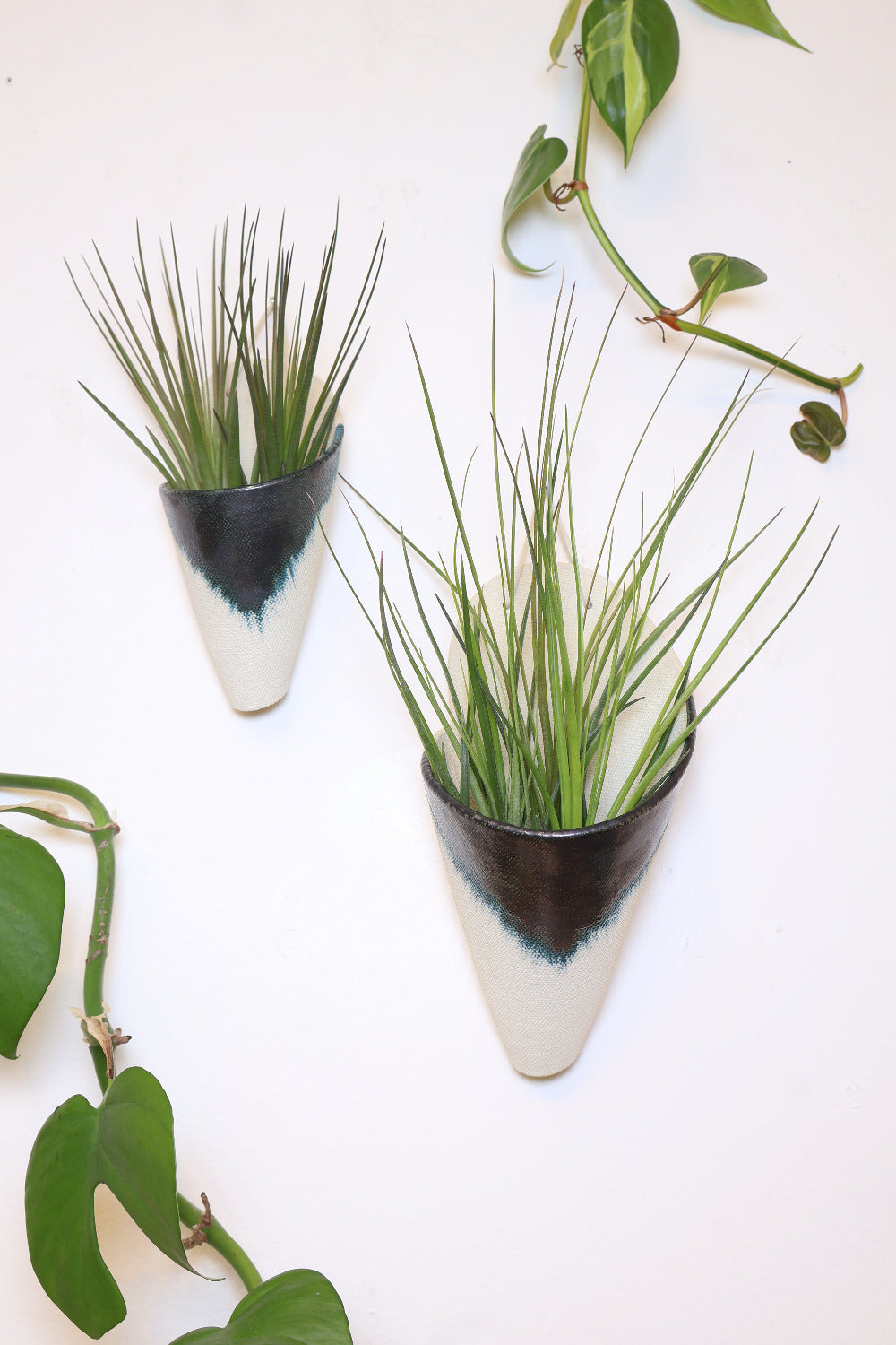 Medium and large sized indigo cones hanging on a wall together to show the size difference. The cones are styled with air plants. 