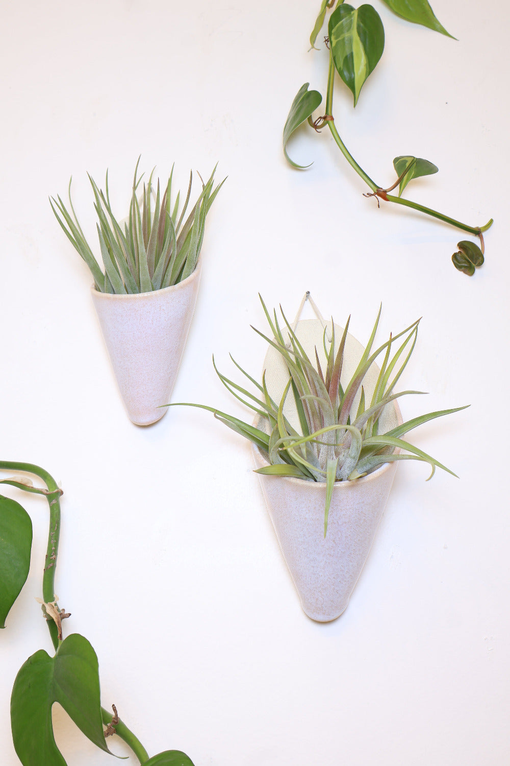 Medium and large sized blush cones hanging on a wall together to show the size difference. The cones are styled with air plants. 