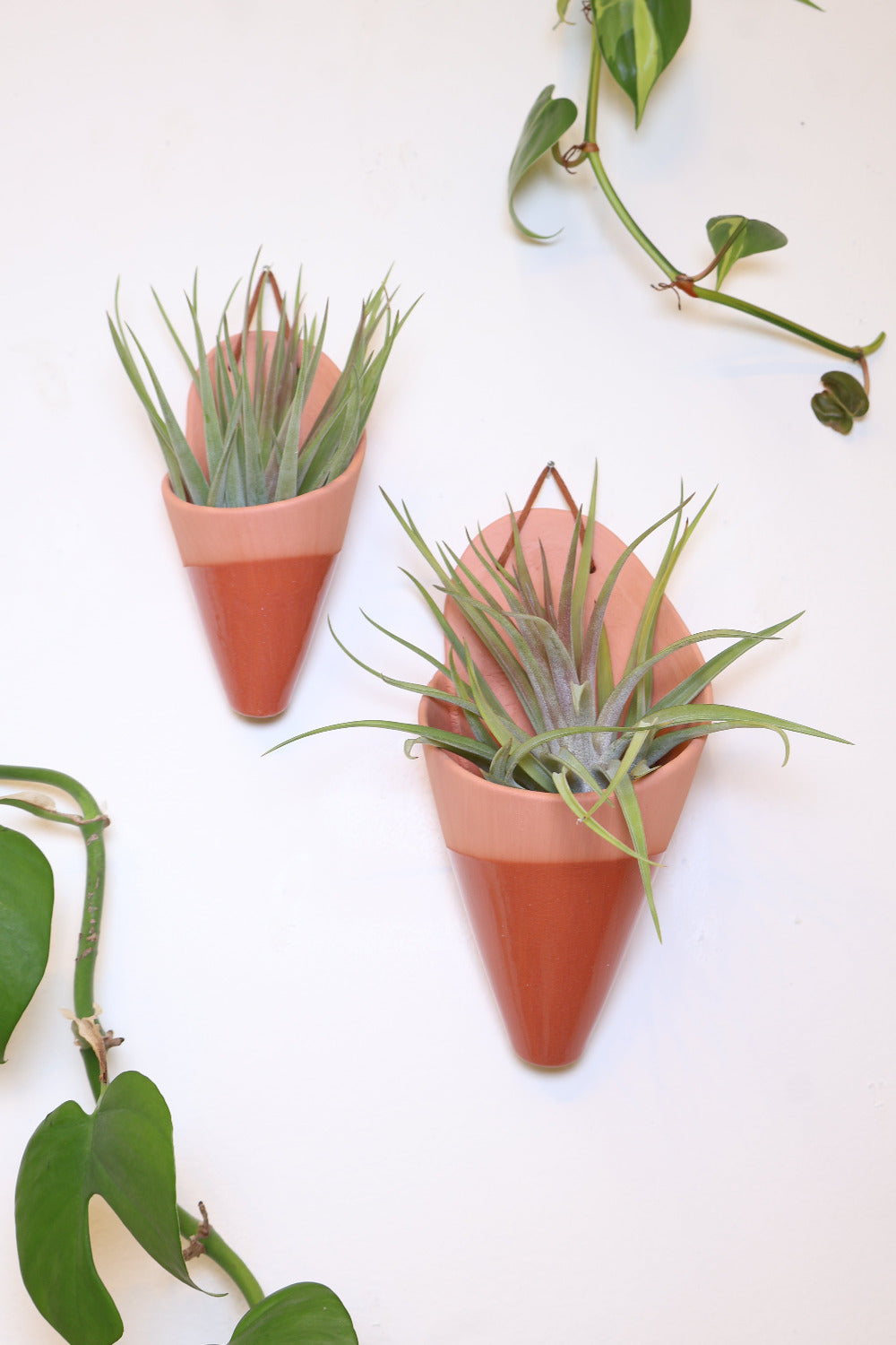 Medium and large sized terracotta cones hanging on a wall together to show the size difference. The cones are styled with air plants. 