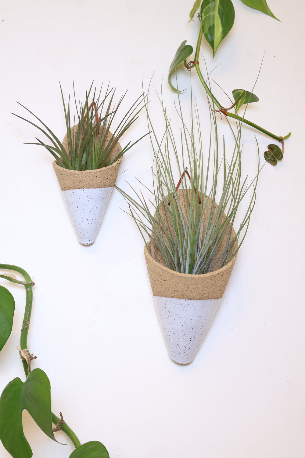 Medium and large sized speckled white cones hanging on a wall together to show the size difference. The cones are styled with air plants. 