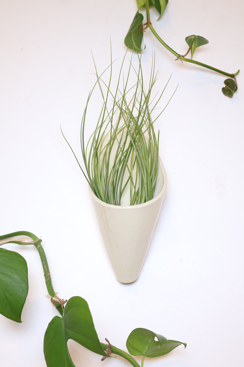 A ceramic wall planter with a faux leather hanging strap. The planter is shaped like a cone and is made with ivory clay and is clear glazed. It's holding a green air plant.