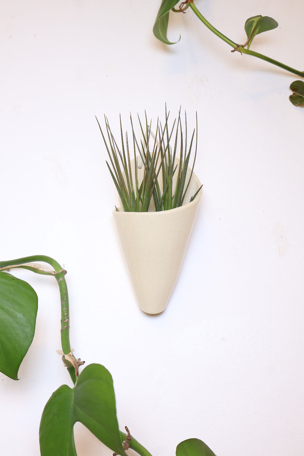 Ivory ceramic cone-shaped planter with a light green glaze styled with a spikey green air plant hanging on a white wall from a faux leather loop.