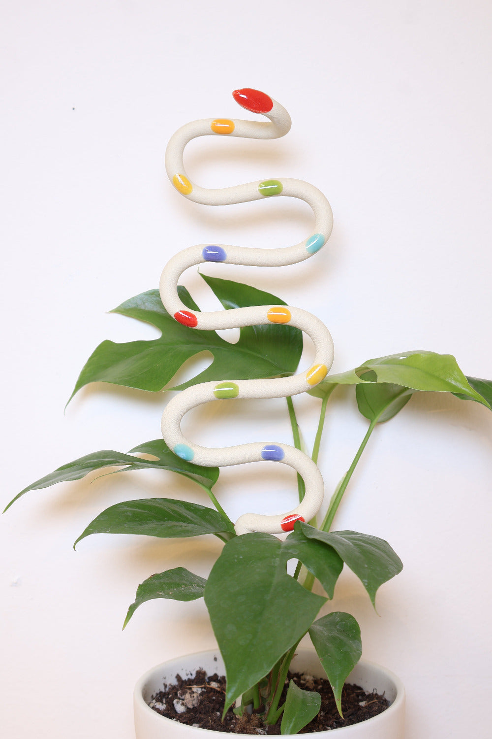 Potted houseplant with a rainbow dotted plant stake shaped like a wiggling snake. This is the large sized plant stake. 