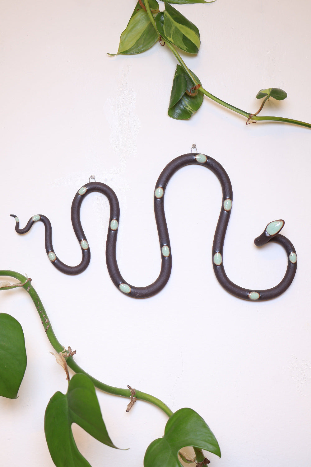 snake plant wall planter Horizontal Wall Snake